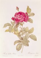 Rosa Gallica Pontiana by Pierre Joseph Redoute