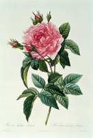 Rosa Gallica Regalis by Pierre Joseph Redoute