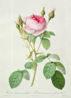 Rosa muscosa multiplex by Pierre Joseph Redoute