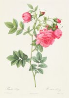 Rosa Pimpinellifolia Flore Variegato by Pierre Joseph Redoute