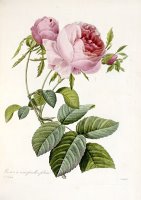 Rose by Pierre Joseph Redoute