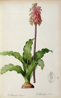 Veltheimia Capensis by Pierre Joseph Redoute