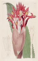 Aechmea Nudicaulis (as Bromelia Nudicaulis) 1817 by Sydenham Teast Edwards