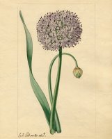Allium Nutans by Sydenham Teast Edwards