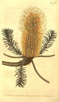 Banksia Ericifolia by Sydenham Teast Edwards