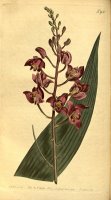 Botanical Drawings Eulophia Alta 1814 by Sydenham Teast Edwards