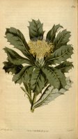 Botanical Magazine 1581 Dryandra Floribunda by Sydenham Teast Edwards