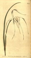 Brassavola Cucullata 1829 by Sydenham Teast Edwards
