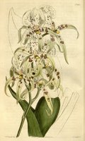 Brassia Maculata 1815 by Sydenham Teast Edwards