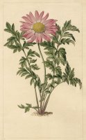 Chrysanthemum Roseum by Sydenham Teast Edwards