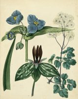 Cottage Florals V by Sydenham Teast Edwards