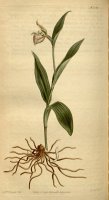 Cypripedium Arietinum 1813 by Sydenham Teast Edwards
