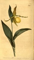 Cypripedium Pubescens (as C. Parviflorum) 1806 by Sydenham Teast Edwards