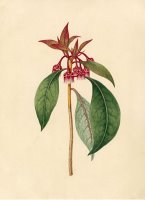 Enkianthus Quinqueflorus by Sydenham Teast Edwards