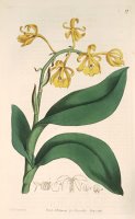 Epidendrum Nutans 1815 by Sydenham Teast Edwards