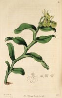 Epidendrum Umbelliferum (as Epidendrum Umbellatum) 1815 by Sydenham Teast Edwards