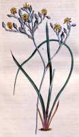Lophiola Aurea 1814 by Sydenham Teast Edwards