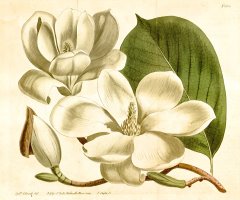 Magnolia Conspicua 1814 by Sydenham Teast Edwards
