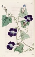 Maurandya Barclaiana 1827 by Sydenham Teast Edwards