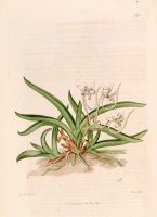 Neofinetia Falcata (as Limodorum Falcatum) 1818 by Sydenham Teast Edwards
