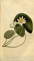Nymphaea Pygmaea 1813 by Sydenham Teast Edwards