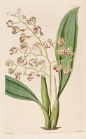 Oncidium Pubes 1826 by Sydenham Teast Edwards