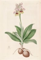 Ophrys Tenthredinifera 1817 by Sydenham Teast Edwards