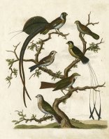 Ornithology I by Sydenham Teast Edwards