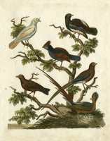 Ornithology II by Sydenham Teast Edwards