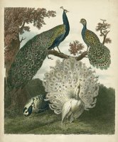 Peacock Gathering by Sydenham Teast Edwards