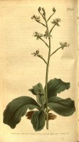 Ponthieva Racemosa 1805 by Sydenham Teast Edwards
