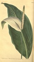 Pothos Cannaefolia 1803 by Sydenham Teast Edwards
