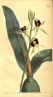 Prosthechea Cochleata 1803 by Sydenham Teast Edwards