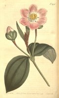 The Botanical Magazine 1799 by Sydenham Teast Edwards