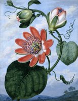 The Winged Passion Flower by Sydenham Teast Edwards