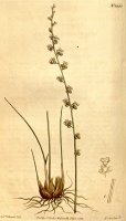 Triglochin Bulbosa 1811 by Sydenham Teast Edwards