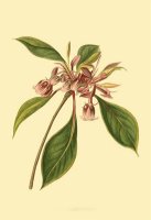 Tropical Ambrosia III by Sydenham Teast Edwards