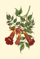 Vibrant Blooms II by Sydenham Teast Edwards
