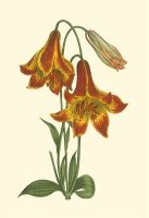 Vibrant Blooms III by Sydenham Teast Edwards