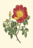 Vibrant Blooms Iv by Sydenham Teast Edwards