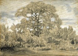 Study of an Oak Tree by Theodore Rousseau
