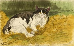 Vieux Chat Noir Et Blanc Dans L'herbe by Theophile Alexandre Steinlen